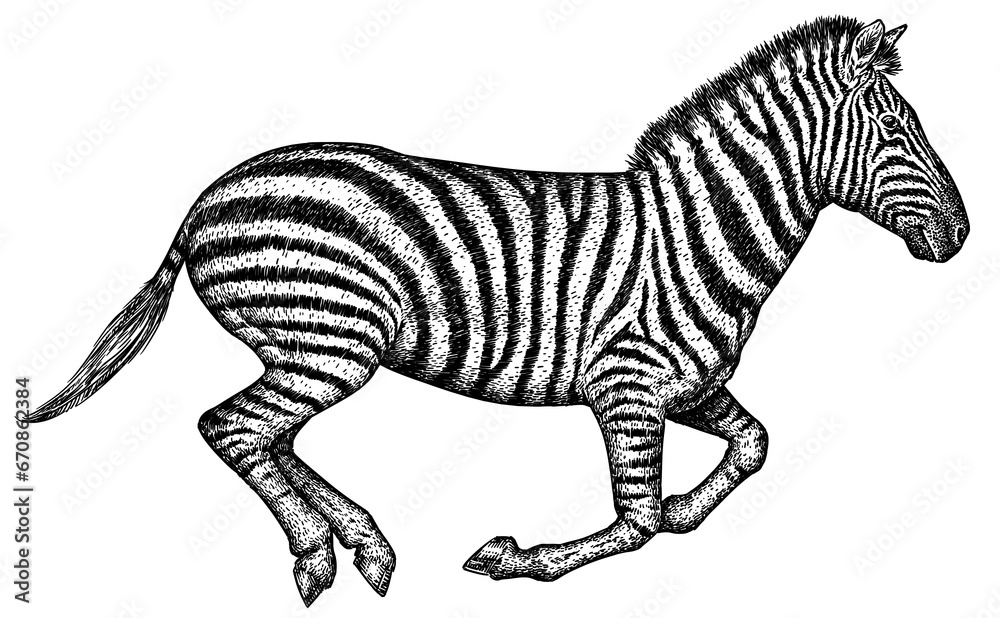 Vintage engraving isolated zebra horse set illustration ink sketch. Wild equine background nag mustang animal silhouette art. Black and white hand drawn image	 - obrazy, fototapety, plakaty 