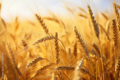 Ripe wheat close-up © Venka
