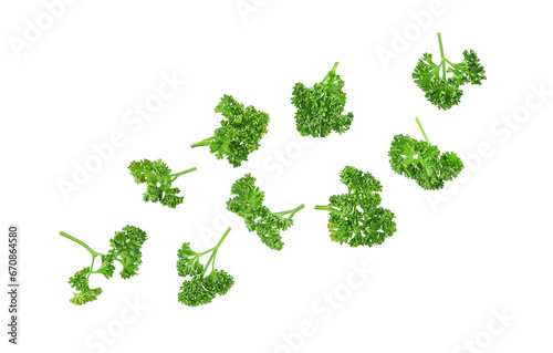 Fresh parsley leaves falling in the air isolated on transparent background. PNG photo