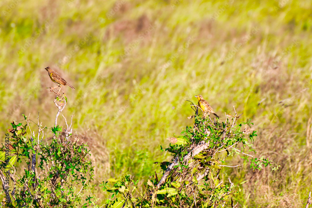 A Pair of Yellow Throated Longclaw birds on a bush at Tsavo East National Park, Kenya, Africa A Pair of Yellow Throated Longclaw birds on a bush at Tsavo East National Park, Kenya, Africa