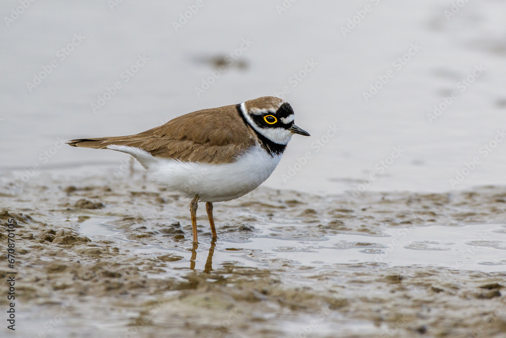 Flußregenpfeifer (Charadrius dubius) Flußregenpfeifer (Charadrius dubius)