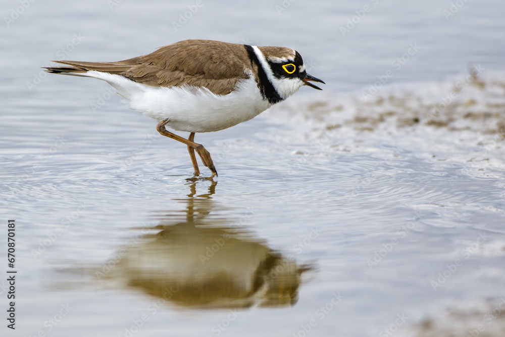 Flußregenpfeifer (Charadrius dubius) Flußregenpfeifer (Charadrius dubius)