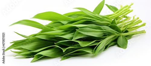 Isolated white background fresh pandan leaves