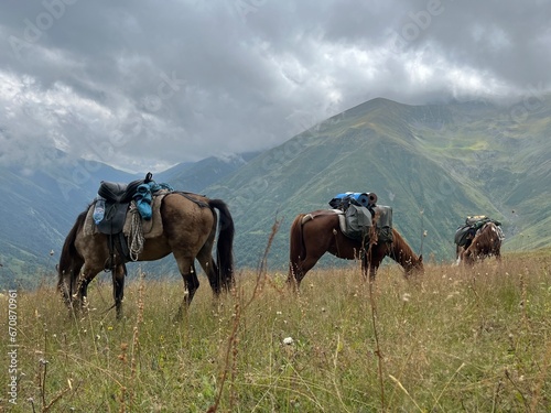 Horses grasing on mountain in Georgia caucasus 