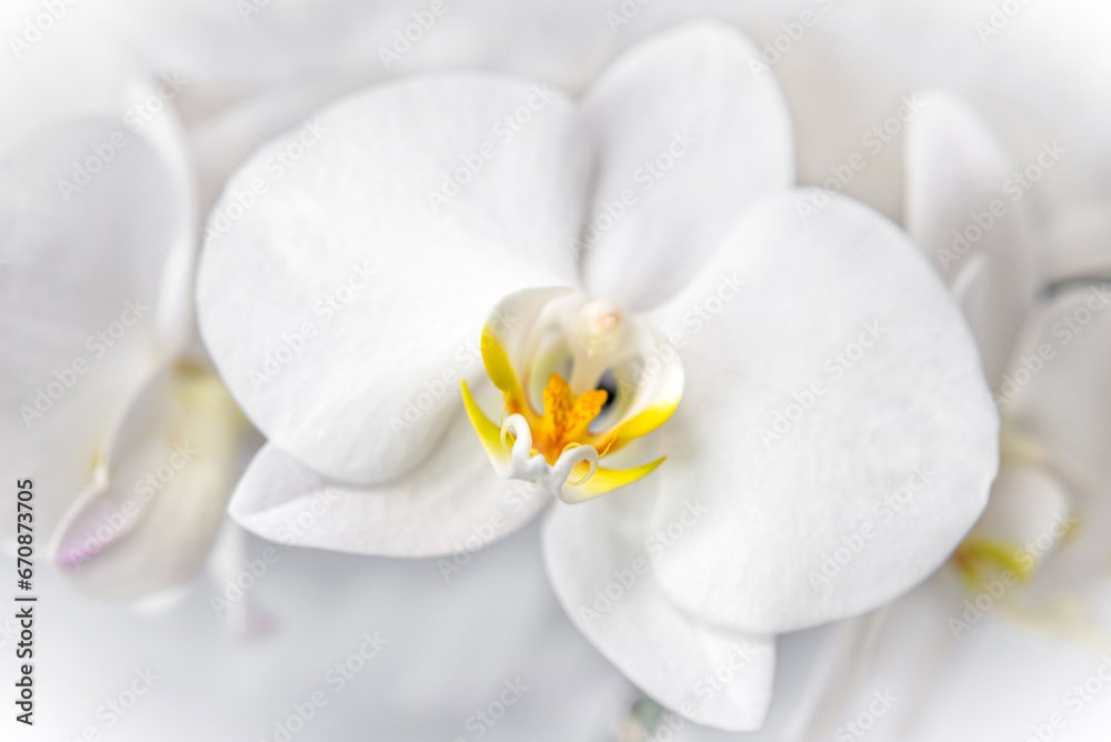 The branch of white orchids on white fabric background
The branch of white orchids on white fabric background