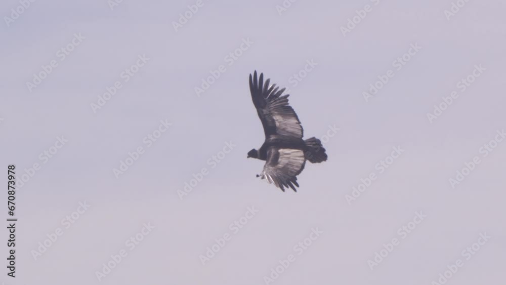 Gliding Andean Condor with Blue sky and wings with fingers spread wider coming overhead Gliding Andean Condor with Blue sky and wings with fingers spread wider coming overhead