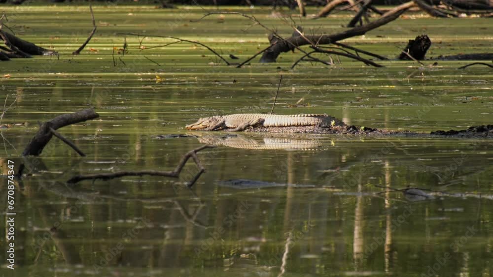 Young alligator taking a nap on a sunny spot on a floating log