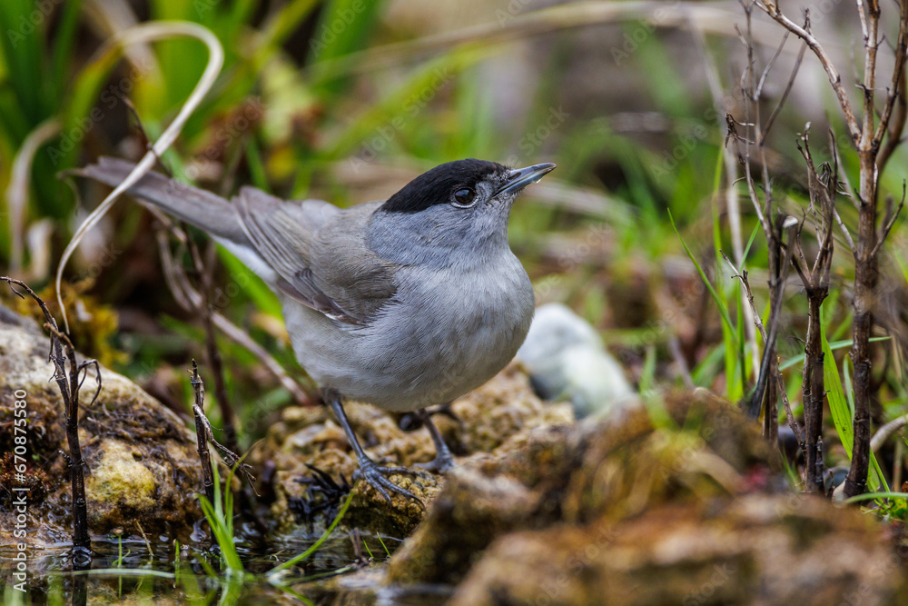 Fototapeta premium Mönchsgrasmücke (Sylvia atricapilla) Männchen