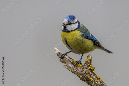 Blaumeise (Parus caeruleus) © Rolf Müller