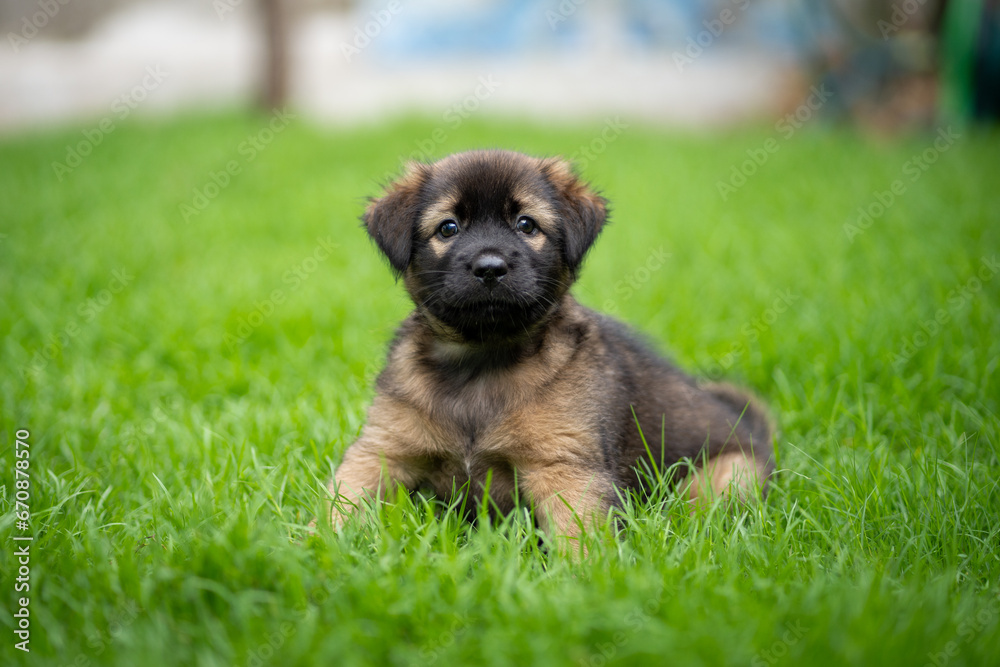 Black and dark brown puppy in green field Black and dark brown puppy in green field
