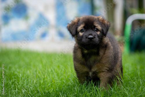 Black and dark brown puppy in green field