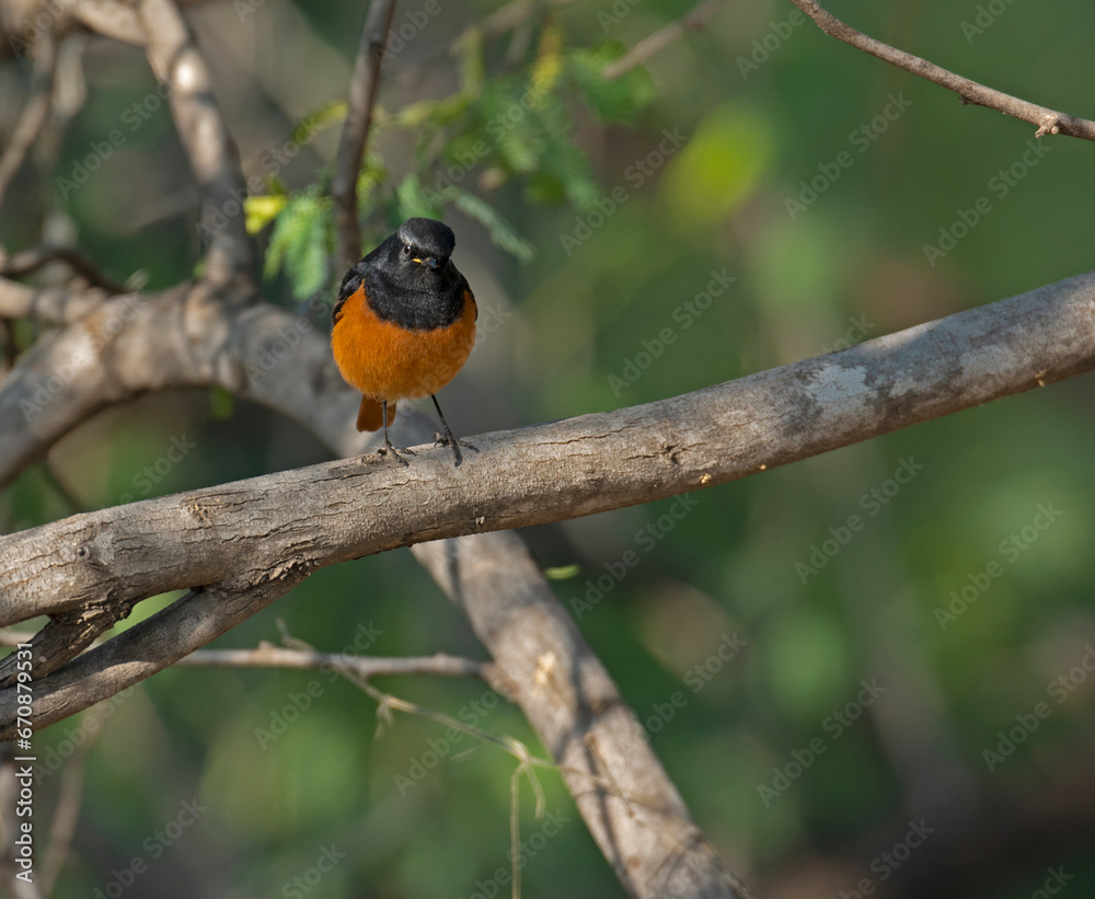 black redstart black redstart