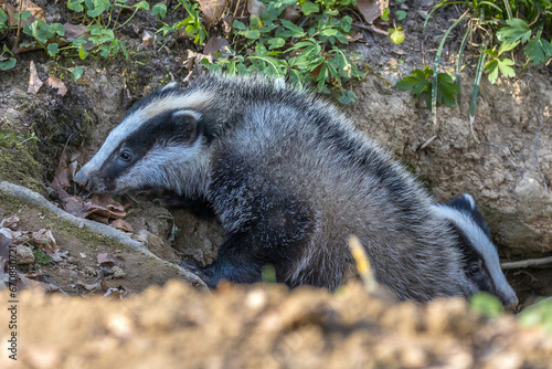 Dachs (Meles meles), Jungtiere photo