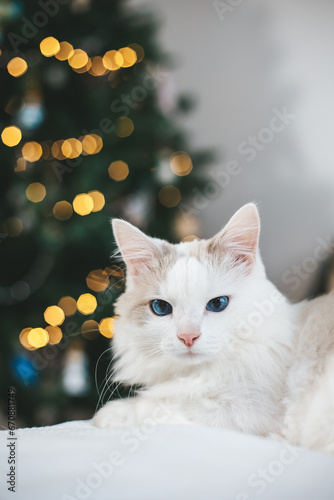 White kitten sits on a couch next to a Christmas tree, cute cat near decorated fir tree.