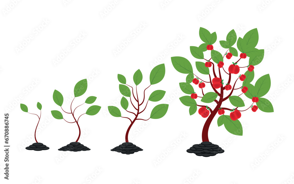 Life Cycle Of Apple Tree Stages Of Growth From Seed And Sprout To life-cycle-of-apple-tree-stages-of-growth-from-seed-and-sprout-to