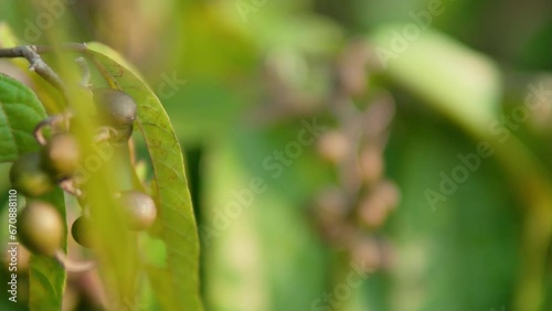 Microcos Tomentosa Plant with Fruits and Leaves photo