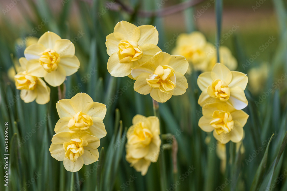 Narcissus Yellow Cheerfulness. Closeup of beautiful yellow double daffodils blooming in the Spring garden. Narcissus Yellow Cheerfulness. Closeup of beautiful yellow double daffodils blooming in the Spring garden.