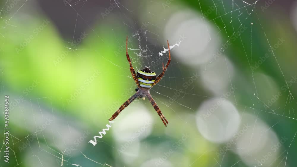 Camera zooms out revealing this yellow striped spider on its nest waiting for any prey to get caught during a windy day, Argiope keyserlingi Orb-web Spider, Thailand Camera zooms out revealing this yellow striped spider on its nest waiting for any prey to get caught during a windy day, Argiope keyserlingi Orb-web Spider, Thailand