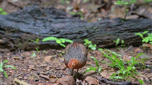 Preening its front feathers and then steps forward to feed on the forest ground, Ferruginous Partridge Caloperdix oculeus, Thailand photo