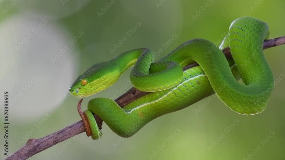 Head moved forward above its tail as it is ready to strike, White-lipped Pit Viper Trimeresurus albolabris, Thailand Head moved forward above its tail as it is ready to strike, White-lipped Pit Viper Trimeresurus albolabris, Thailand