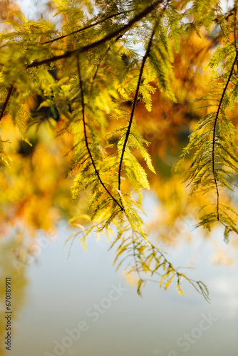 Autumn yellow and orange leaves close up against bokeh background. Fall bright background