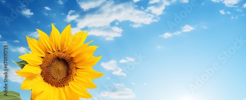 Sunflower on blue sky background with copy space. Horizontal banner