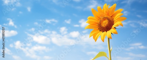 Sunflower on blue sky background with copy space for your text.