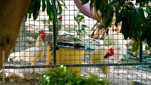 Organic white rooster and hens behind a net in the garden. The rooster cleans himself. Organic chickens in the garden