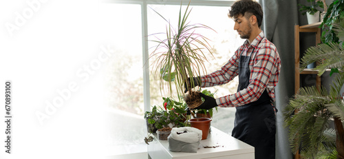 Spring houseplant care  Arabic man repotting houseplants. Transplanting plant into new pot at home. Banner.