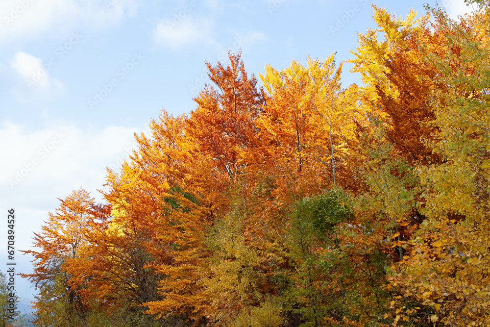 Fototapeta premium Las jesienią