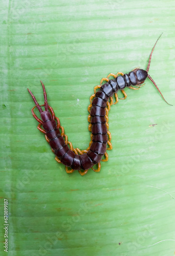 A centipede can bite. It is a poisonous animal and has a lot of legs.It is on the leave.	