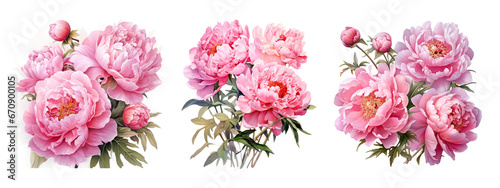 Watercolor pink peony flowers bouquet, peony flowers isolated on transparent background