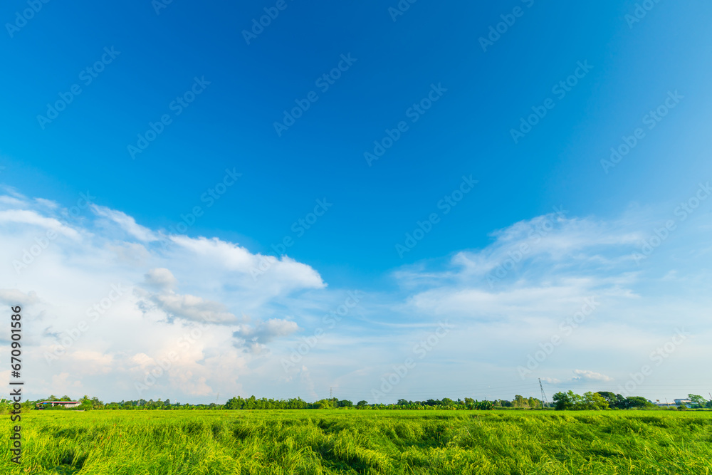 beautiful Rice field green grass with field cornfield with air atmosphere bright blue sky background abstract clear texture with white clouds. beautiful Rice field green grass with field cornfield with air atmosphere bright blue sky background abstract clear texture with white clouds.