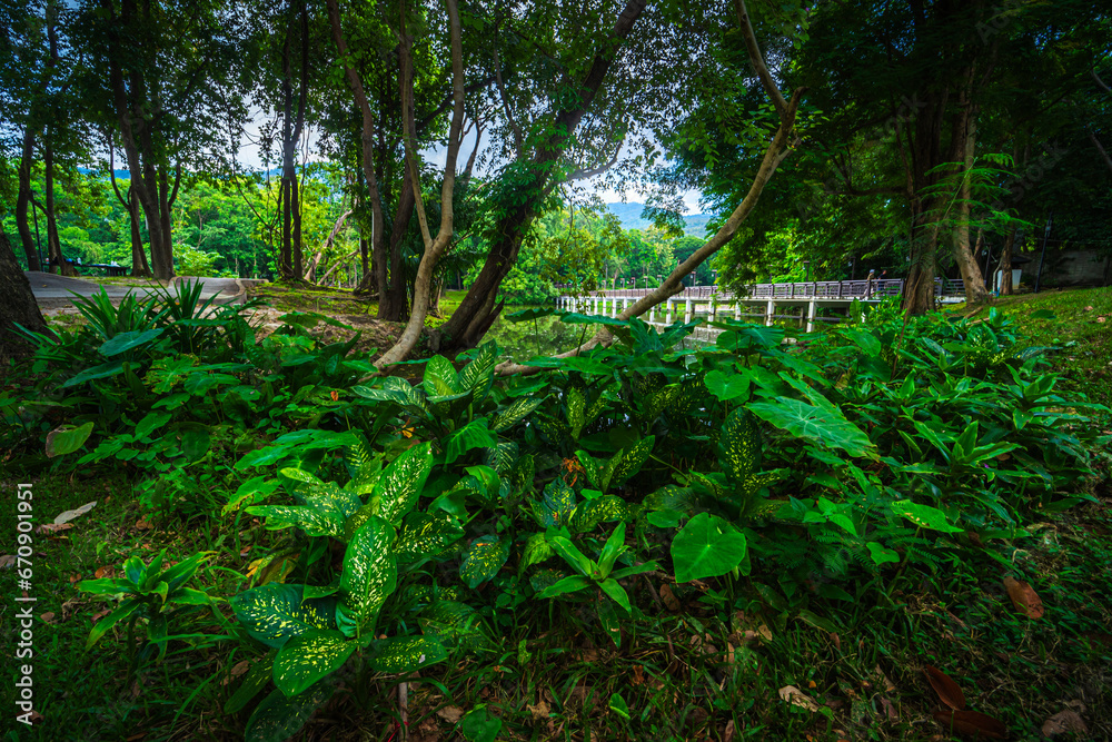 Obraz premium a public place leisure travel landscape the wooden bridge lake views at Ang Kaew Chiang Mai University and Doi Suthep nature forest Mountain views spring cloudy sky background with white cloud.