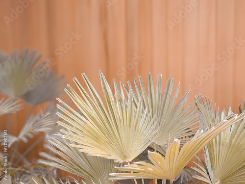 Fresh palm leaves on the wooden timber wall