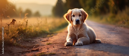 Golden retriever puppy outside on road