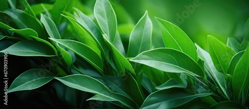 Green leaves in close up view