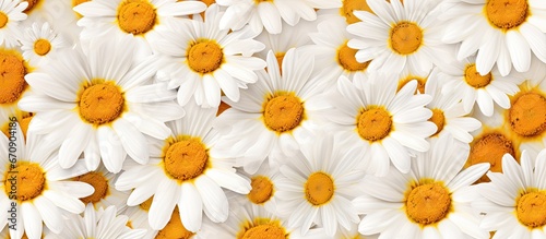 Floral design with a backdrop showcasing daisy flowers