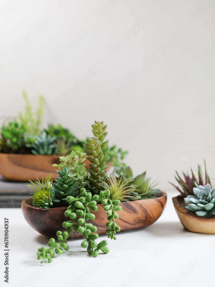 various succulent plants on a painted white desk
