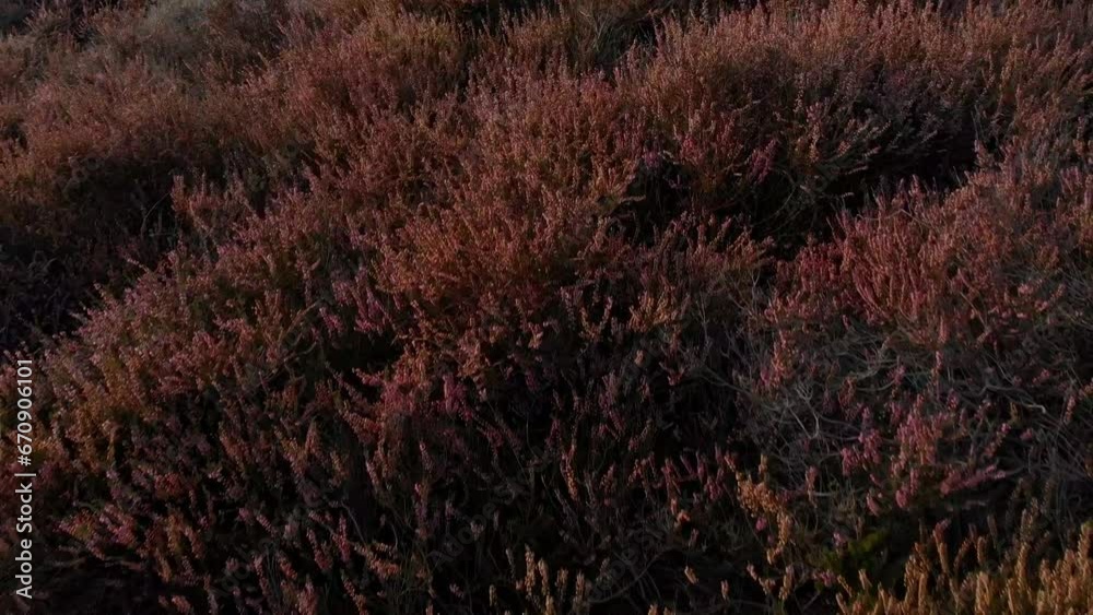 Low flying over Blooming heather fields at Posbank Rheden at Holland, aerial Low flying over Blooming heather fields at Posbank Rheden at Holland, aerial