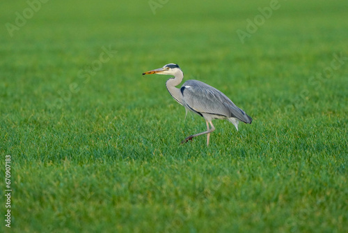 Obraz na płótnie Beautiful gray heron bird walks in the grass with an insect in its beak. A natural background, grass. w salonie