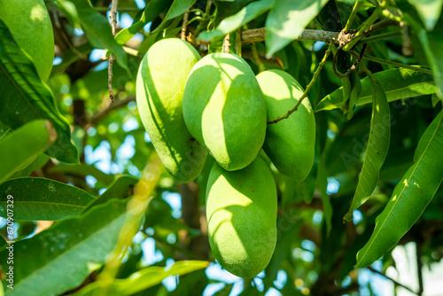 A bunch of green mango exposed by morning sunlight hanging on a tree in a garden. Asian tropical fruit.