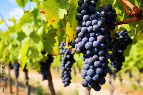 a close-up of ripe wine grapes in a vineyard
