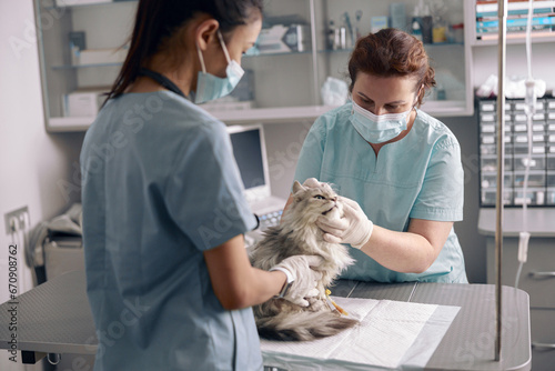 Fototapeta Naklejka Na Ścianę i Meble -  Veterinarian in medical mask examines ear of cute grey cat with assistant in hospital
