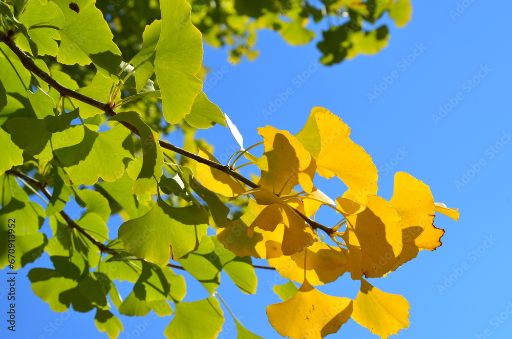 Fototapeta premium 紅葉し始めたイチョウの枝