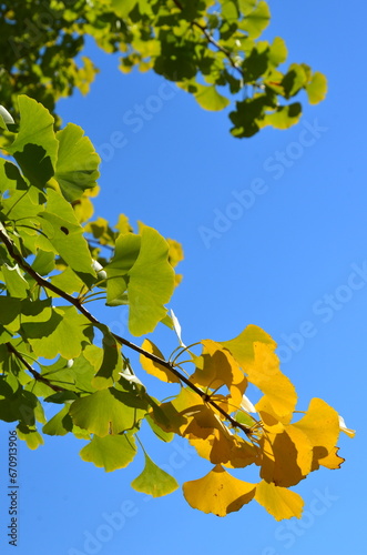 紅葉し始めたイチョウの枝