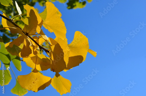 紅葉し始めたイチョウの枝