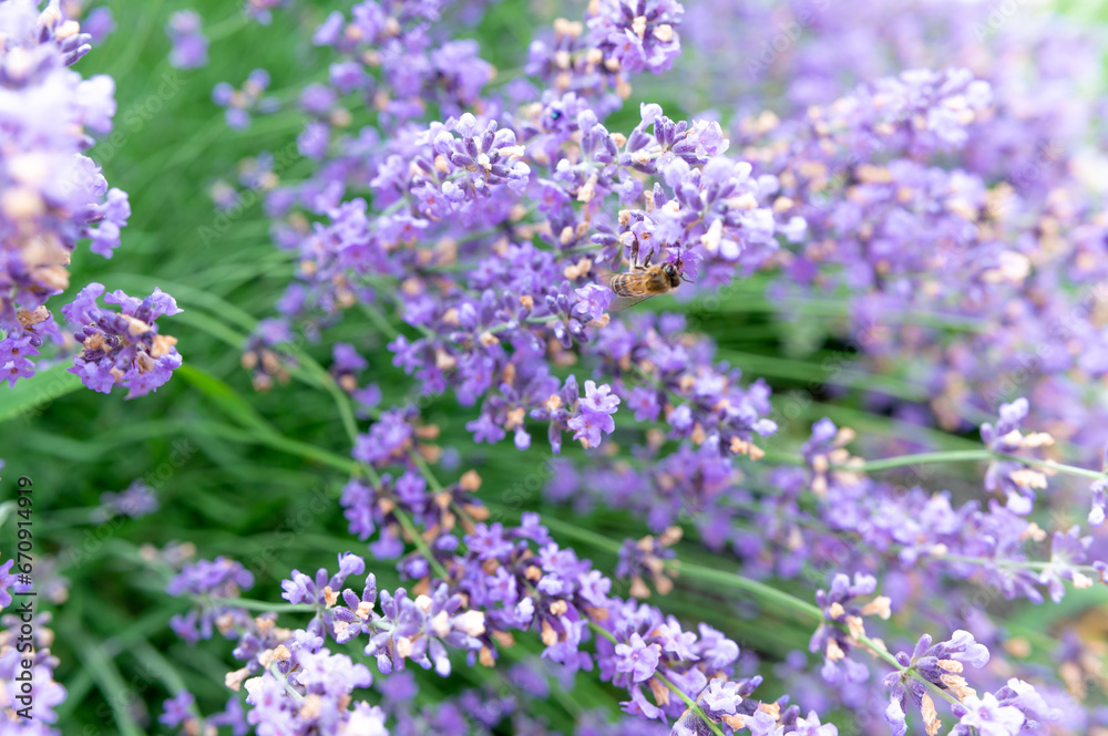 Lavender flowers in the garden and bee