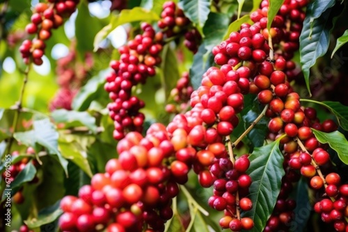 high angle shot of coffee berries ready for harvesting