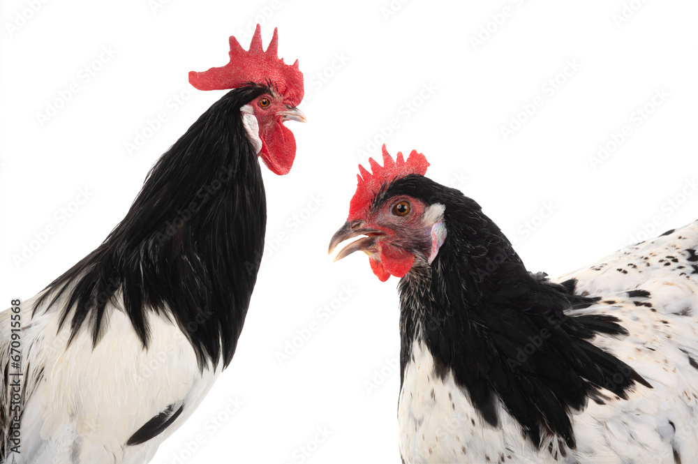 Fototapeta premium portrait rooster lakenfelder isolated on a white background
